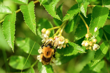 a bumblebee pollinates a flower