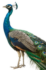 Obraz premium Majestic Indian Peacock Bird