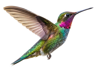 Obraz premium Vibrant iridescent hummingbird