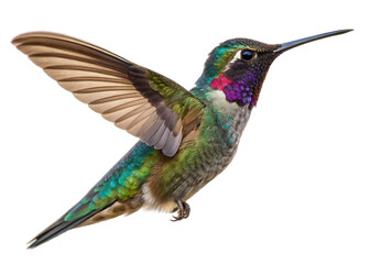 Obraz premium Vibrant iridescent hummingbird