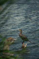 Wild Cormorants Relaxing on the Lake Shore