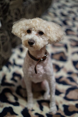 Fluffy Poodle Chillin' in the Grass, Loving Life