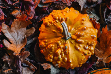 Pumpkin on Colorful Autumn Leaves. Top view. Space for text. Copy space.