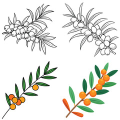Sea Buckthorn vector illustration isolated on white background.