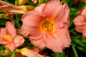macro images of a daylily flower
