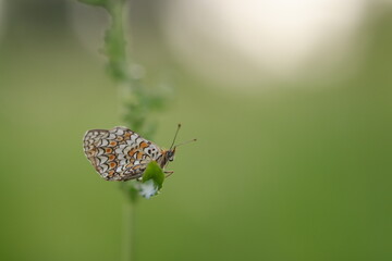 una farfalla melitaea phoebe al tramonto