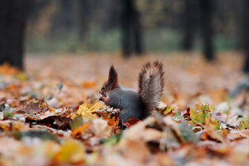 A red squirrel in the autumn forest in its natural habitat. A close-up portrait of a squirrel. The forest is full of muted colors on the eve of winter.