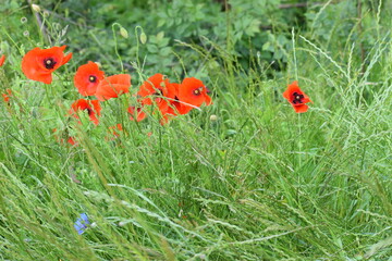 red poppy flowers in grass
