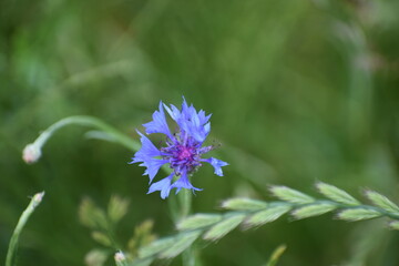 blue flowers of a thistle