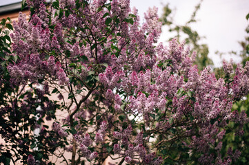 A lush bush of blooming lilacs
