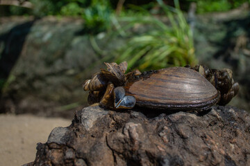 Lake Shore Treasures – Shells in Natural Surroundings