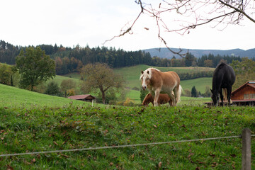 In a tranquil countryside setting, horses are grazing contentedly on lush green pastures, while the...