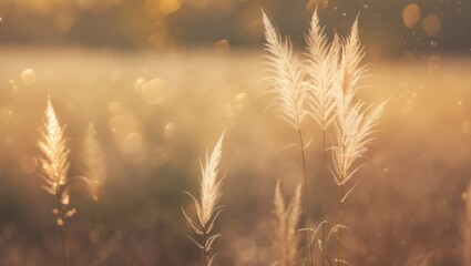 A fragile image of a solitary oat stalk swaying softly in the summer breeze, illuminated by warm sunlight.