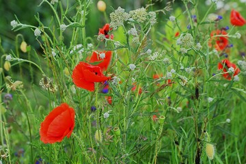 red poppies in the field