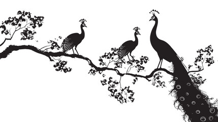 Peacocks silhouette isolated in White background
