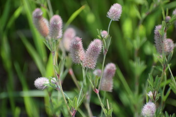 wild flowers in the spring