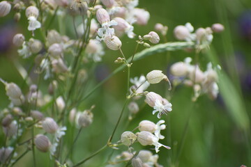 wild flowers in the meadow