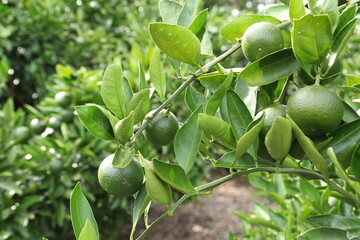 green tangerine on tree