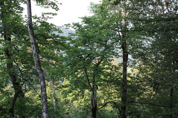 trees in the woods