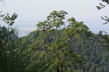 trees in the mountains