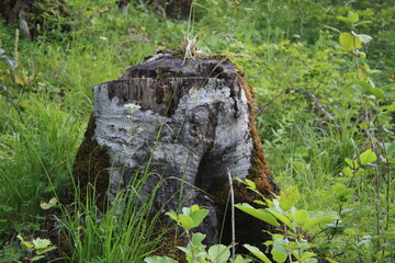 bird on a tree