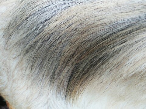 close up of brown goat hair