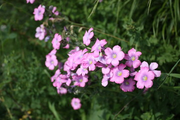pink and white flowers