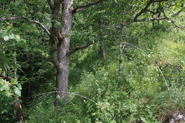 tree in the forest