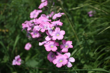 pink flowers in the garden