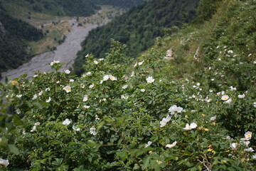 field of daisies