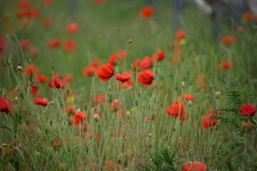 field of red poppies