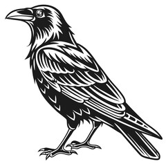 A stylized crow stands boldly in monochrome, demonstrating its unique feather pattern