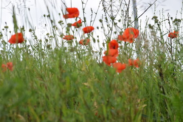 field of red poppies