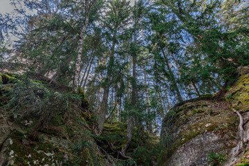 summer forest and rock hills