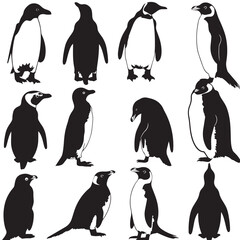 Fototapeta premium penguin bird animal silhouette cartoon , black silhouettes isolated on white background