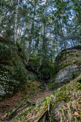 summer forest and rock hills