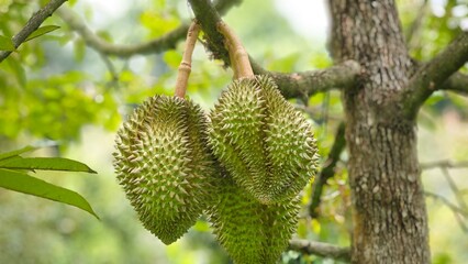 Durian fruit hanging on tree branch.