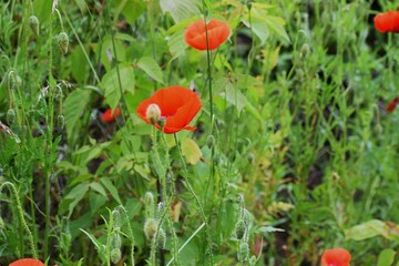 poppy flowers in field