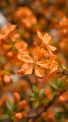 Vivid Orange Blossoms in a Garden