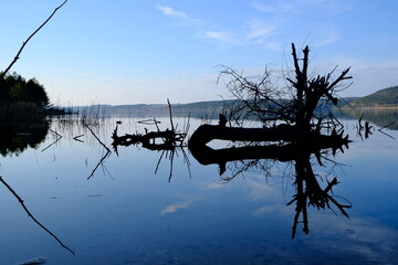 Naklejka premium Silhouette of Dead Tree in Lake With Branch Reflection