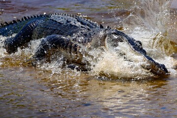 American Alligator Full Hunt Ambush Fishing Feeding Frenzy 