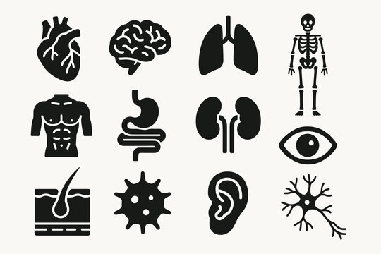 Human body diagrams: heart, brain, lungs, skeleton, muscles, stomach, kidneys, eye, skin, germ, ear, nerve