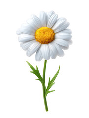 Single White Daisy Flower with Yellow Center on Black Background