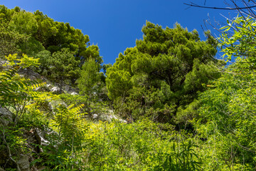 Empty Jablanova beach before the season, green wild Mediterranean vegetation,