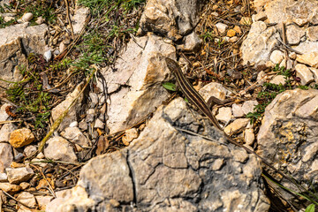 A small lizard basks in the sun on the rocks at a Croatian beach, reptiles and amphibians