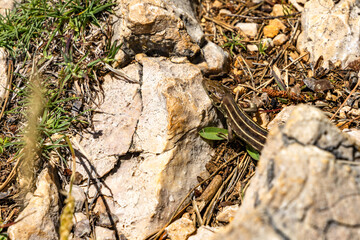 A small lizard basks in the sun on the rocks at a Croatian beach, reptiles and amphibians