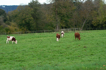 Cows grazing peacefully in a verdant pasture surrounded by lush trees and hills during a tranquil...