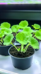 Seedlings growing under lights in indoor farm