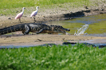 Obraz premium American Alligator Full Hunt Ambush Fishing Feeding Frenzy 