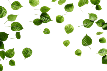  green leaves falling separately swirling isolated on white background PNG